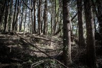 Forêt, communauté du vivant